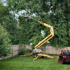 Best Tree Removal Service  in USA